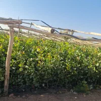 نهال پسته درجه یک|گل و گیاه طبیعی|ماهان, |دیوار