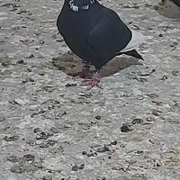 پرنده کفتر سهره خاکی