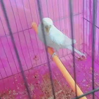 ***********