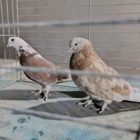 کفتر سرور ۴۰ سانتی سبز دمسفید کله دمسبز جفت|پرنده|تهران, شهرک رضویه|دیوار