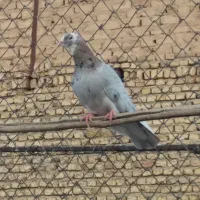 چهار عدد کفتر نر