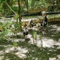 تخم مرغ لاری