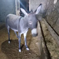خر ماده ابستن