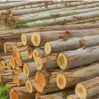 خریدچوب گز بید کویتی و....