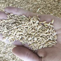 گندم دیمه و آبی و دان مرغ