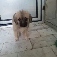 سگ پامر دو ماهه