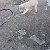 دزدیده شدن سه توله پشدر عراقی|سگ|مهاباد (آذربایجان غربی), |دیوار