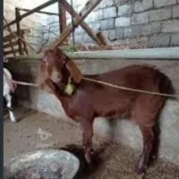 ۱۰ عدد بز دو رگه فروشی