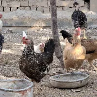 مرغ گلین|حیوانات مزرعه|باغ بهادران, |دیوار