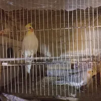 تعدادی عروس هلندی