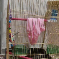 قفس بلند طلائی|لوازم جانبی حیوانات|سهند, |دیوار