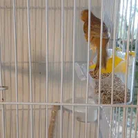 ۳ عدد قناری