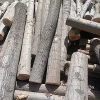 خرید درخت خرید چوب قطع برش تر وخشک|خدمات باغبانی و درختکاری|اهر, |دیوار