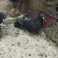 کبوتر|پرنده|مسجد سلیمان, |دیوار