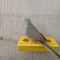 کبوتر زینتی نر