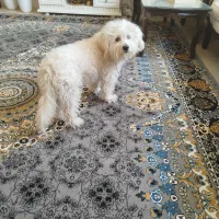 سگ پا کوتاه شیتزو تریر|سگ|گلبهار, شهر جدید گلبهار|دیوار