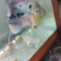 اولین نژاد ماهی فلاور هورن خاص و نایاب|ماهی|ری, امین آباد|دیوار