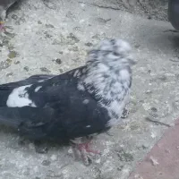 نر سوسکی نوک ریز کله پفکی|پرنده|بیستون, |دیوار