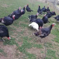 بوقلمون محلی کاملا طبیعی