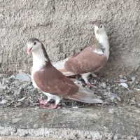 کبوتر پرنده