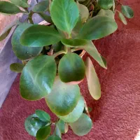 زیبا گل|گل و گیاه طبیعی|اسلامآباد غرب, |دیوار