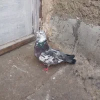 کبوتر تهرانی ماده