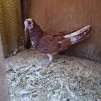 کفتر پرشی|پرنده|تهران, جیحون|دیوار