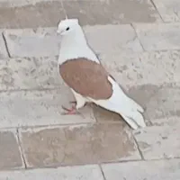 کبوتر پشت زرد مهر/کفتر هما سرور /آماده تخم کلنگی