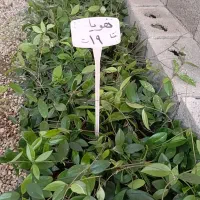 گل هویا ۱۹ ت|گل و گیاه طبیعی|اصفهان, زاجان|دیوار