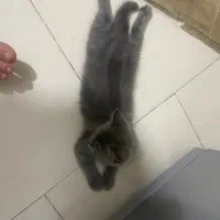 گربه|گربه|گرگان, |دیوار