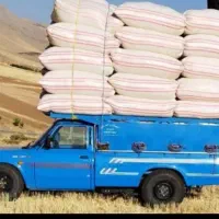 کفه گندم کاه گندم دار بار ضمانتی