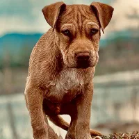 توله پیتبول تریر اورجینال