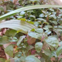 خدمات باغبانانی و آبیاری قطره ای