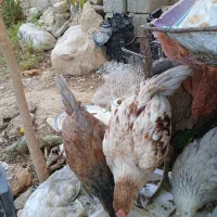 فروش یک جفت جوجه لاری ۳ ماهه و گلین ۴/۵ ماهه اصل|حیوانات مزرعه|داراب, |دیوار