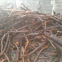 خریدانواع چوب میوه و چوب جنگلی مورت کهوراولالیپتوس