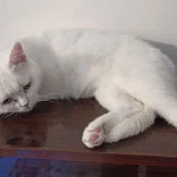 گربه ماده آماده جفت گیری اسکاتیش