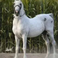 نریان ۴ ساله سواری بی نظیر نوه کامران
