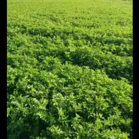 یونجه چین اول تمیز