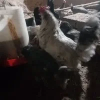 مرغ و خروس آمرکانا|حیوانات مزرعه|مهریز, |دیوار