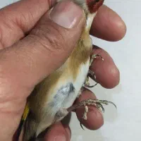 سهره حلب دار|پرنده|همدان, |دیوار