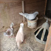 یگ جفت ساده نر و ماده و یگ جوجه باهم ۷۰۰