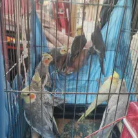 عروس هلندی|پرنده|تهران, جیحون|دیوار