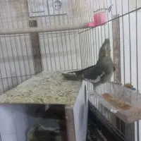 عروس هلندی جفت|پرنده|مهریز, |دیوار