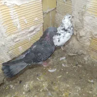 کبوتر|پرنده|مشگین شهر, |دیوار