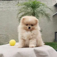 توله سگ پامر خرسی بمب مو