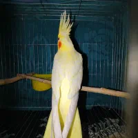 عروس هلندی لوتینو زعفرانی|پرنده|دره شهر, |دیوار