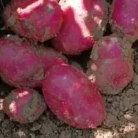 بذر سیب زمینی