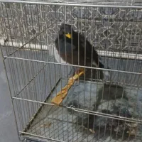 مرغ مینا دستی|پرنده|تهران, فلسطین (میدان انقلاب)|دیوار