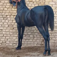 مادیان ۳سال و نیم ،کرد خالص