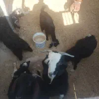 بزغاله نر ماده